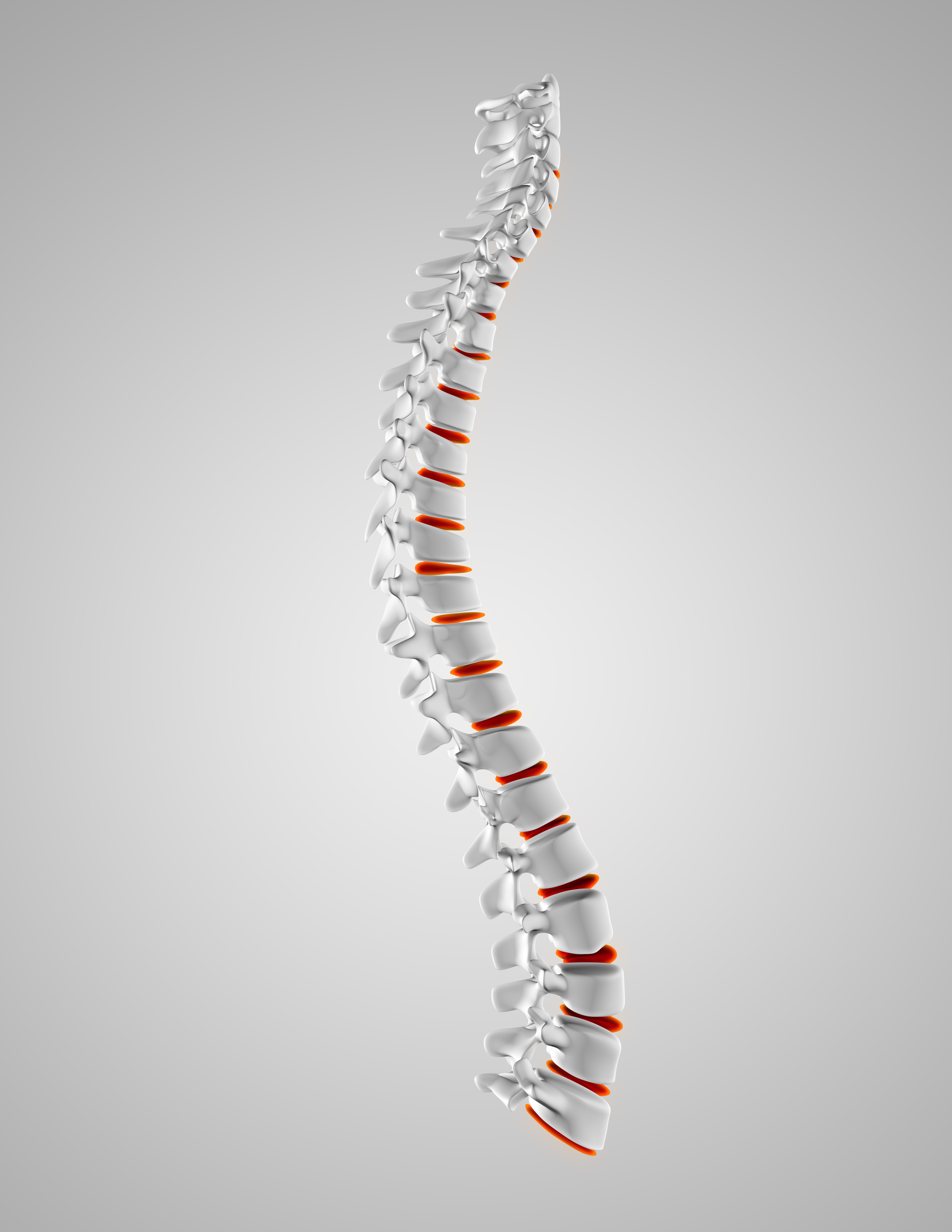 Spine Surgery anatomy illustration